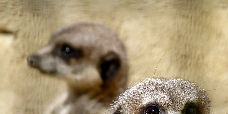 Vstupenky do hodonínské zoo: rodinné lupeny i lístky pro jednotlivce