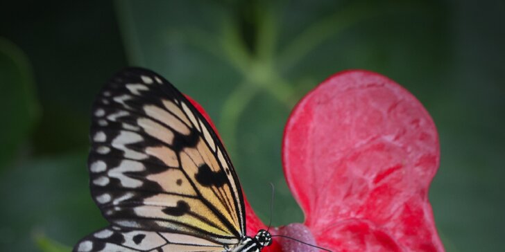 Vstupenky do tropické zahrady plné exotických motýlů z celého světa