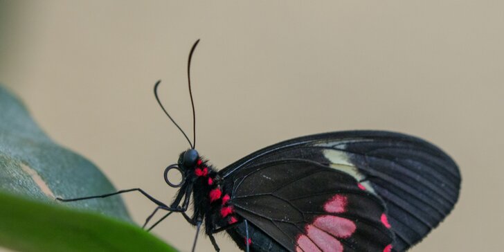 Vstupenky do tropické zahrady plné exotických motýlů z celého světa