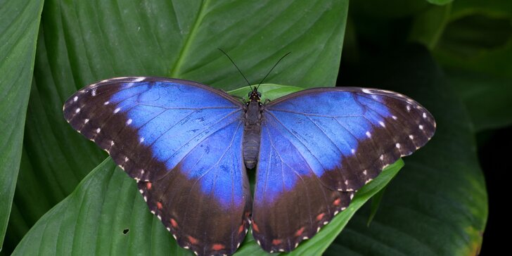 Seznamte se s nejkrásnějšími motýly planety - vstup pro jednoho nebo rodinu