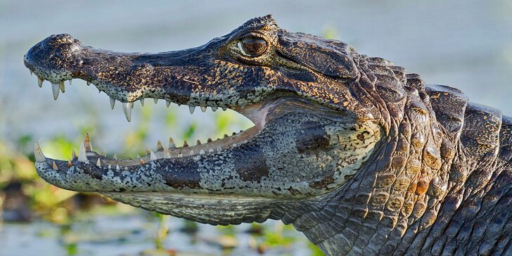 Vstupné do Krokodýlí ZOO aneb Vodní plazi naživo