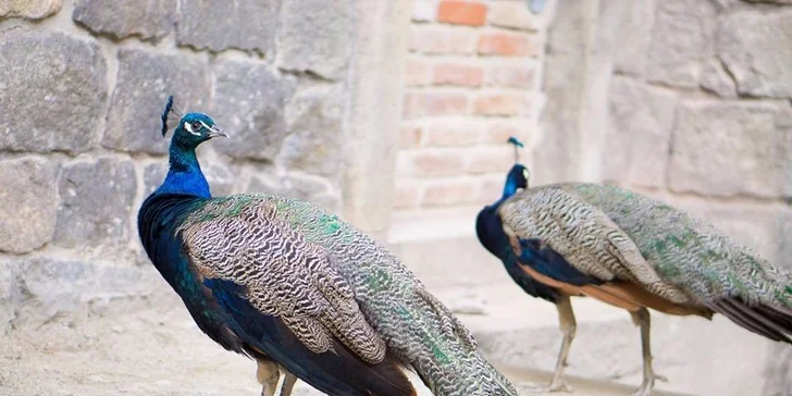 Celodenní vstupenky do minizoo uprostřed pohádkové říše
