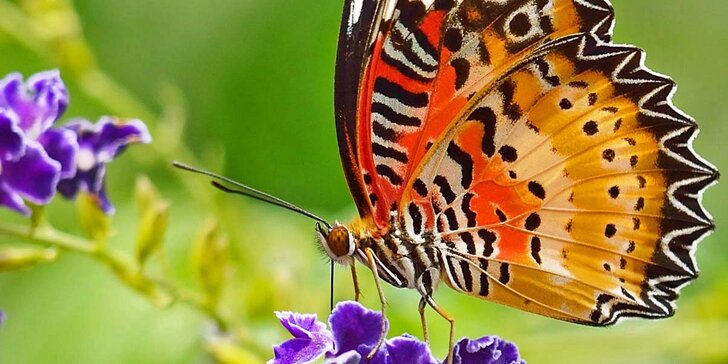 Seznamte se s nejkrásnějšími motýly planety - vstup pro jednoho nebo rodinu
