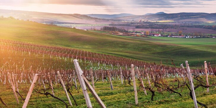 Dovolená na jižní Moravě: vůně vína, nádherná krajina a milí lidé