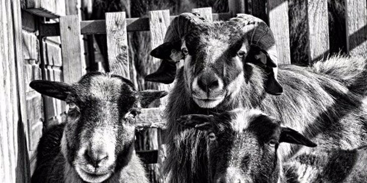 S dětmi za zvířátky: setkání na farmě a procházka s kozami nebo lamou