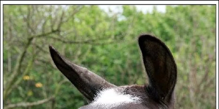 Dovádění se zvířátky v ZOO koutku u Nováčků