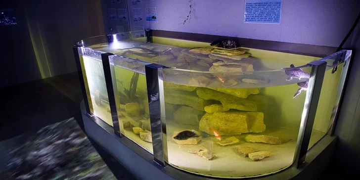 Vodní svět na dosah ruky: Vstupenky na expozici Živá voda s podvodním tunelem