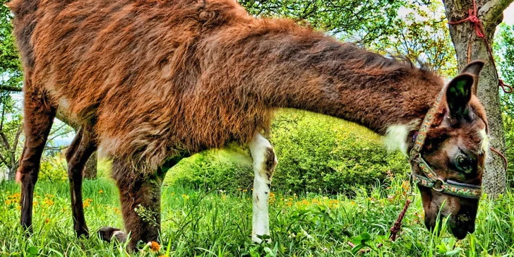 Dovádění se zvířátky v ZOO koutku u Nováčků