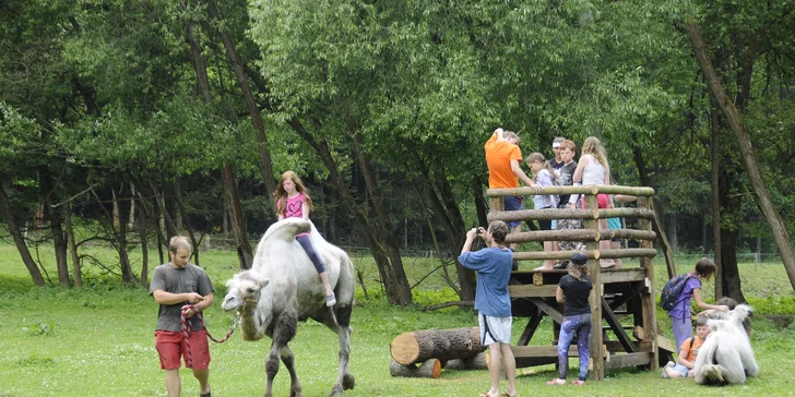 Zážitková jízda na velbloudovi v Uhrovic mlýně