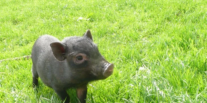 Den na farmě: péče o zvířata, 3chodový bio oběd + bedýnka produktů s sebou
