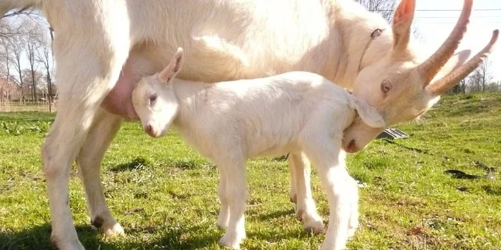 Den na farmě: péče o zvířata, 3chodový bio oběd + bedýnka produktů s sebou