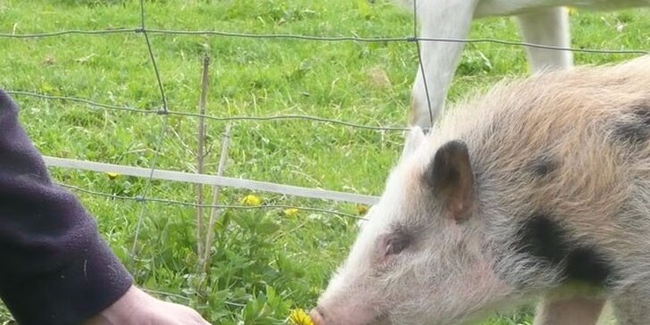 Den na farmě: péče o zvířata, 3chodový bio oběd + bedýnka produktů s sebou