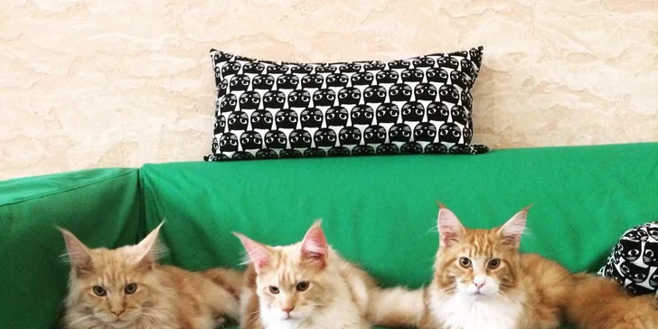 V partě jsou mainské mývalí kočky, ragdollové i micky domácí.