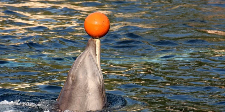 1denní výlet do Norimberku a místní ZOO s delfináriem a možnost prohlídky města