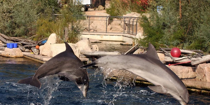1denní výlet do Norimberku a místní ZOO s delfináriem a možnost prohlídky města