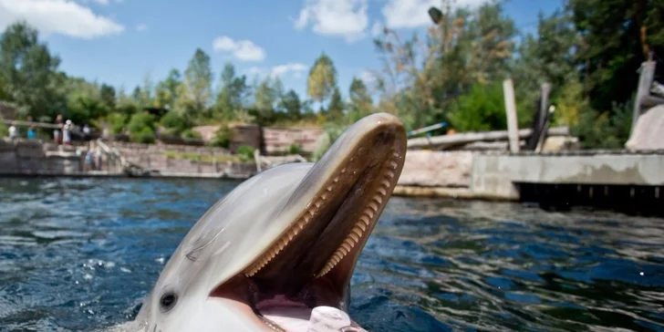 1denní výlet do Norimberku a místní ZOO s delfináriem a možnost prohlídky města