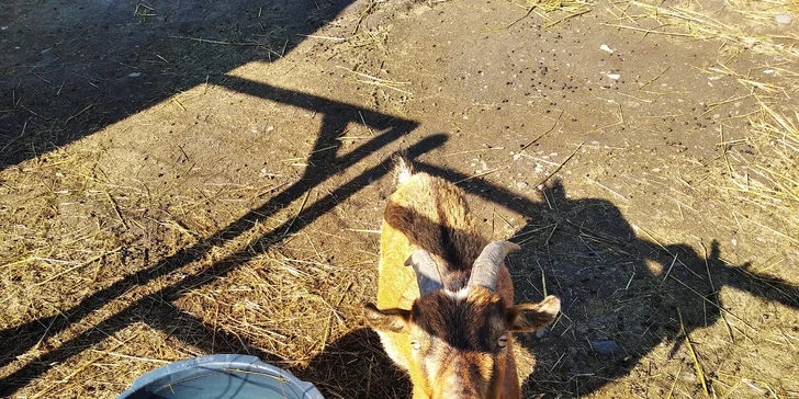 Seznámíte s chodem farmy, připravíte stáje pro koně a seznámíte se se zemědělskou technikou. 