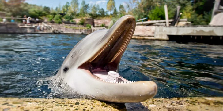 1denní výlet do Norimberku a místní ZOO s delfináriem a možnost prohlídky města