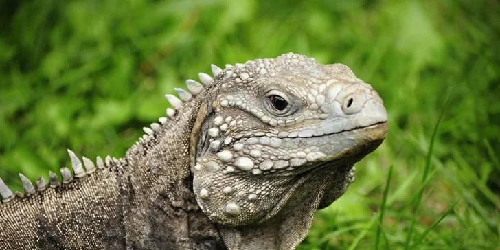 Celodenní vstup do Zooparku Zájezd: lemuři, chameleoni, surikaty i králíci