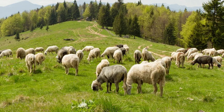 Beskydská příroda má konejšivou atmosféru a uvolní vás od stresu.