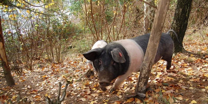 Jeseníky pro dva: Pobyt na kozí farmě s polopenzí