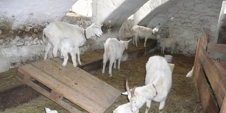 Jeseníky pro dva: Pobyt na kozí farmě s polopenzí