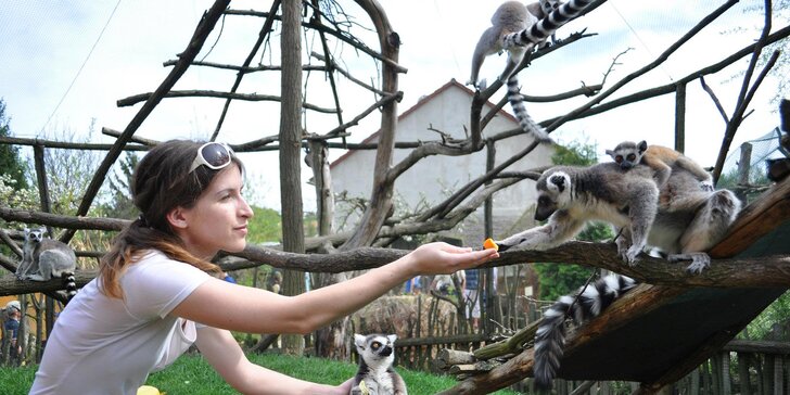 Zábava v Zooparku Zájezd: Krmení a poznávání zvířátek