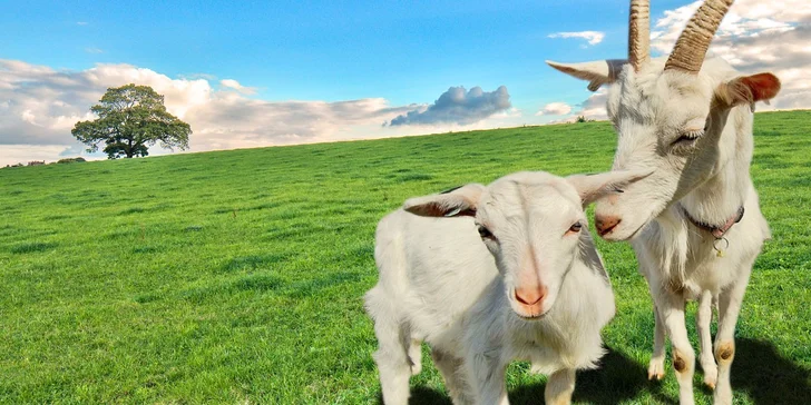 Jeseníky pro dva: Pobyt na kozí farmě s polopenzí
