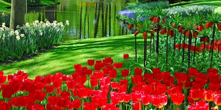 Last minute: Víkendový výlet do jarního Amsterdamu i parku Keukenhof za tulipány