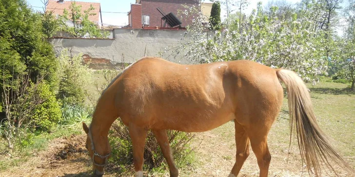 60 minut v koňském sedle: vyjížďka pro zkušené nebo výuka jízdy pro začátečníky