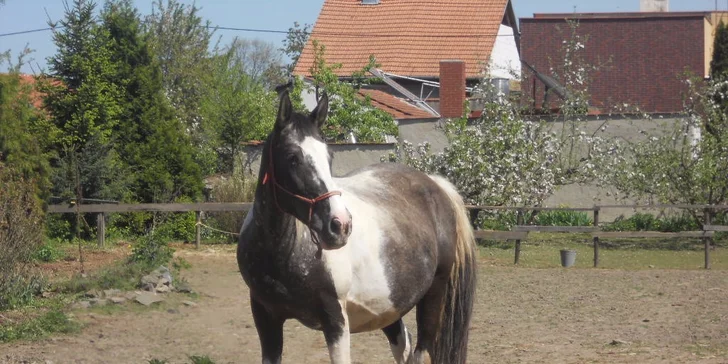 60 minut v koňském sedle: vyjížďka pro zkušené nebo výuka jízdy pro začátečníky