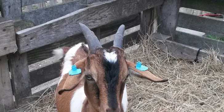Nasedněte na koňský hřbet a užívejte si ve dvou krásy přírody