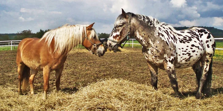 Tři pohodové dny na statku u Krušných hor s polopenzí a vyjížďkou na koni