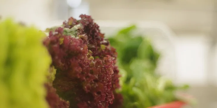 Degustační menu o 7 chodech podávané v restauraci LION