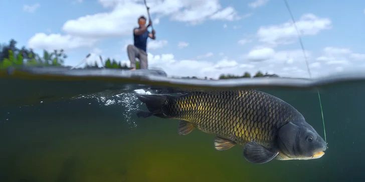 Na den rybářem: Kaprová povolenka "chyť a pusť"