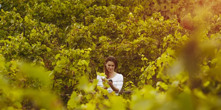 Za značkou Wilomenna stojí žena-vinařka, Kateřina Mikulíková. 