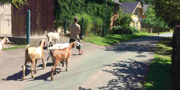 Můžete se s kozou vypravit kamkoliv, není ani problém kozu naložit do auta a někam se s ní přesunout.