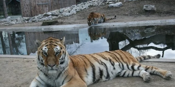 Zážitků v okolí je spousta - třeba návštěva ZOO Hodonín.