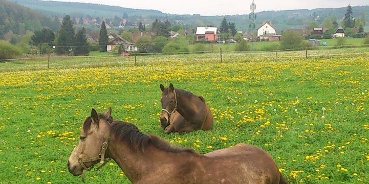 Veškeré jezdecké vybavení, jako jsou helmy nebo bičíky, vám tu zapůjčí.