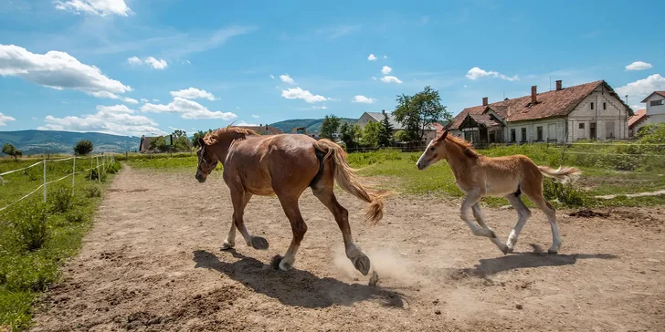 V areálu se nachází jezdecký areál, využijte 20% slevu a nechte se povozit.
