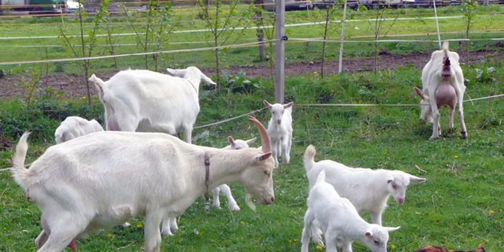 Na farmě mají přes třicet dojících koz.