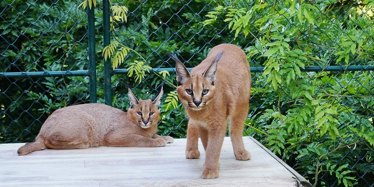 Budete součástí každodenních činností, které patří do života s kočkovitými šelmami a dalšími jako jsou např. draví ptáci, lamy, polární lišky, ale i psi a kočky.