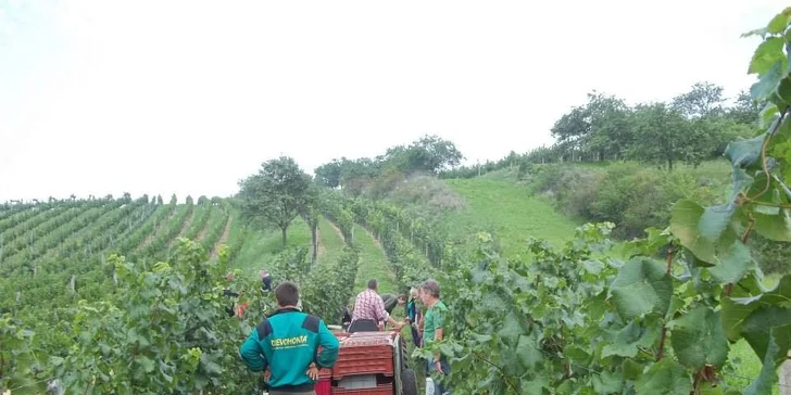 Balíček exkluzivních vín včetně degustace s výkladem ve Vinařství Válka