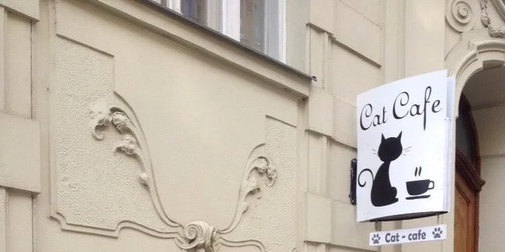 Hodina v kočičí kavárně: Káva, čaj i sladkosti a hlavně super společníci