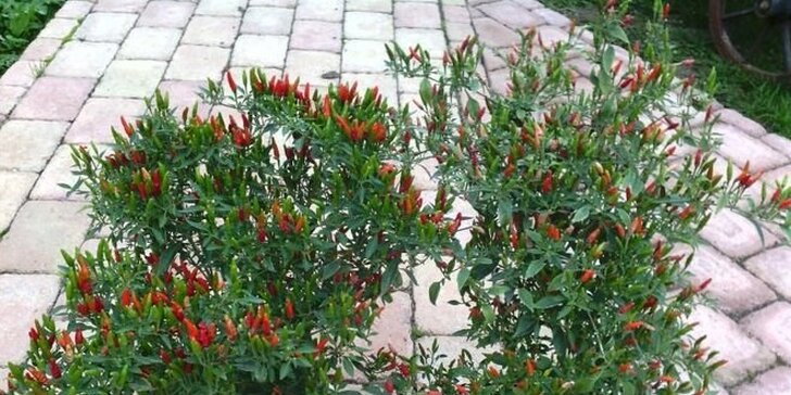 Dodejte jídlu říz: Květináč chilli papriček z farmářských trhů