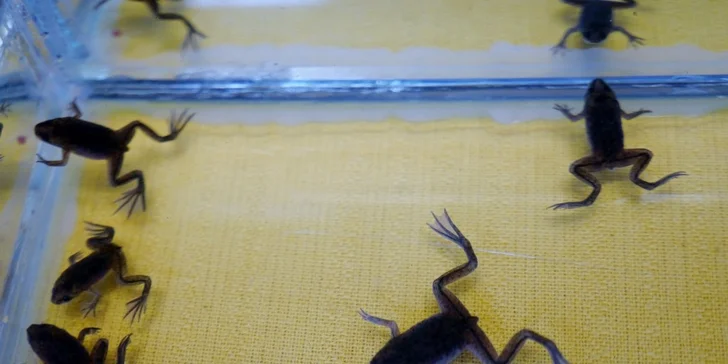 Vstupné na největší výstavní a prodejní akvaristickou burzu Ryby a rybičky