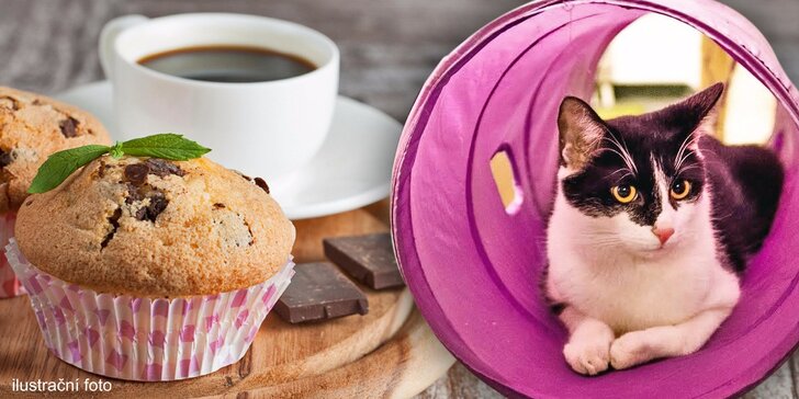 Hodina v kočičí kavárně: Káva, čaj i sladkosti a hlavně super společníci