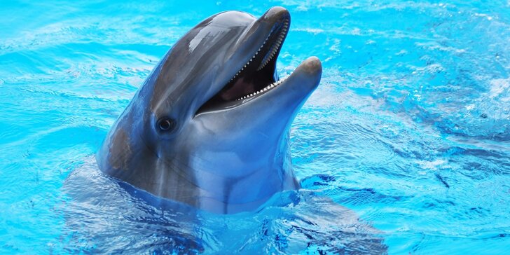 Den v Norimberku a v místní ZOO s delfináriem: delfíni, kapustňákci a lachtani