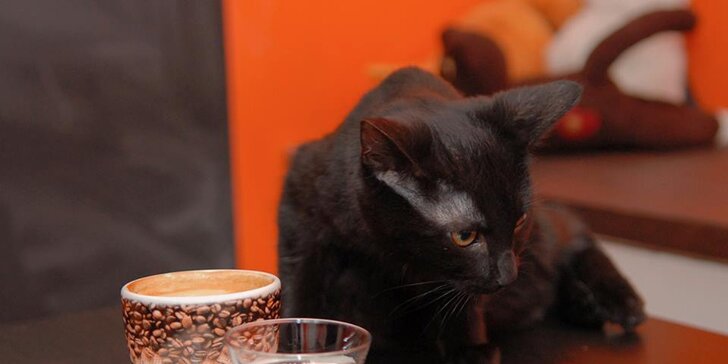 Mlsání v kočičí kavárně: Káva či domácí limonáda a dezert v prima partě
