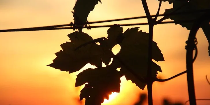 Zážitkové poznání Valtického Podzemí s degustací vín ANNOVINO LEDNICE